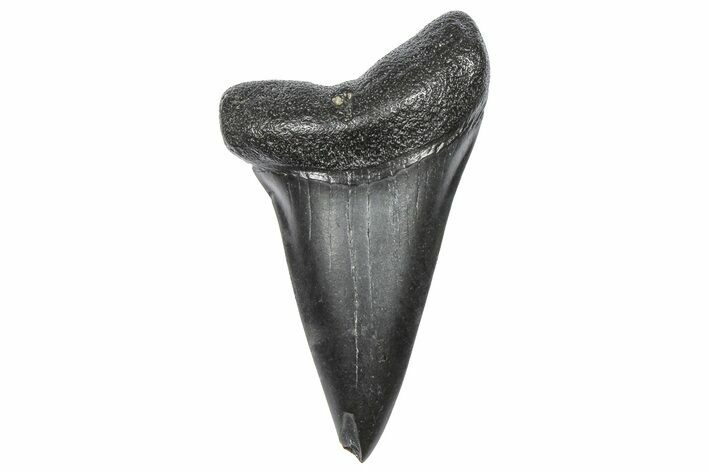 Fossil Broad-Toothed Mako Tooth - South Carolina #360914